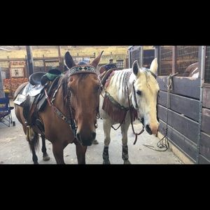 Meet your Posher, Hailey